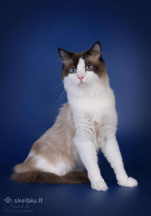 Ragdoll kaciukai - nuotraukos Nr. 19