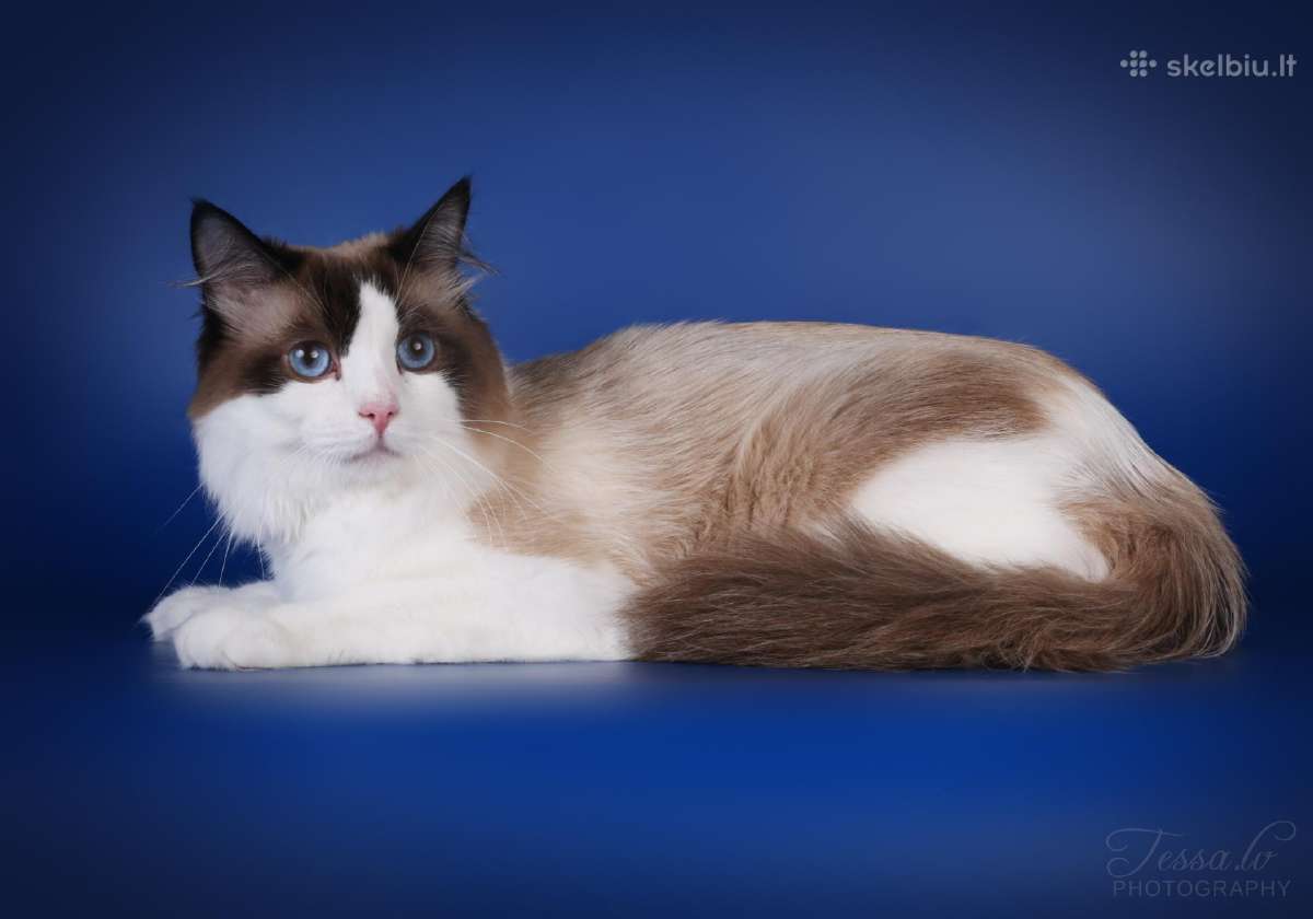 Ragdoll kaciukai - nuotraukos Nr. 4