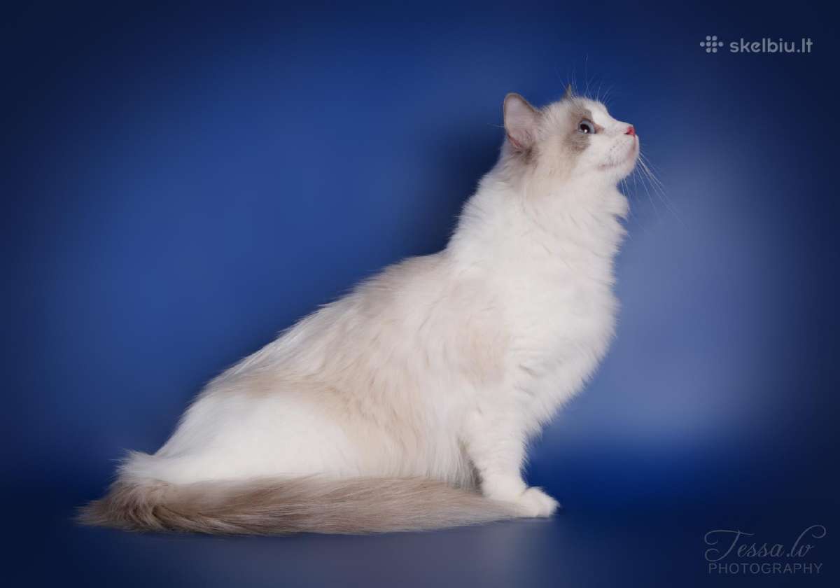 Ragdoll kaciukai - nuotraukos Nr. 20
