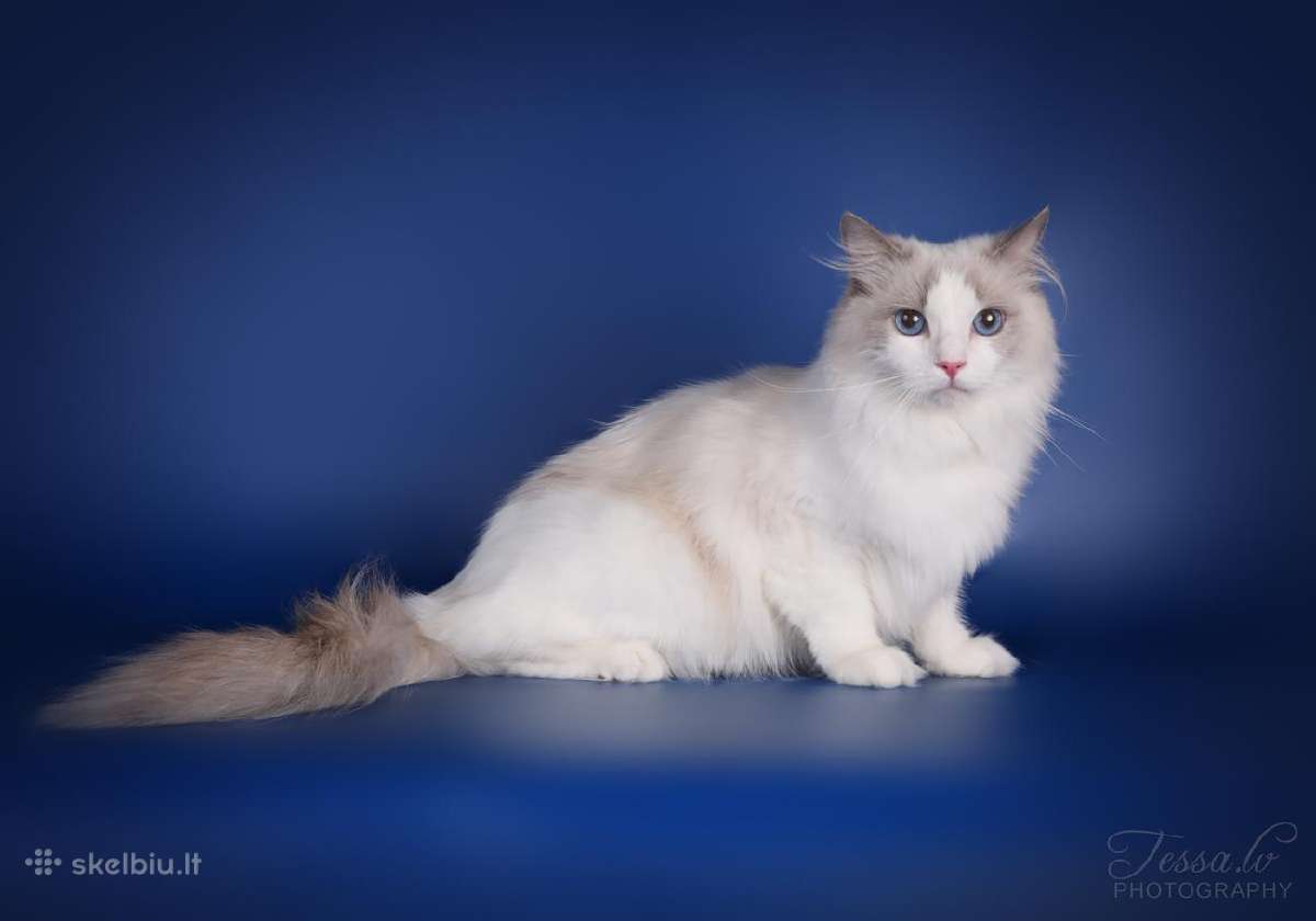 Ragdoll kaciukai - nuotraukos Nr. 21