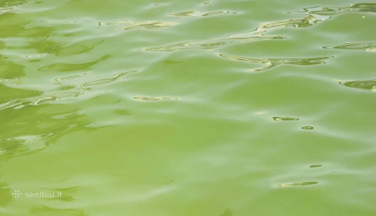 Parduodu gyva Chlorella - nuotraukos Nr. 2