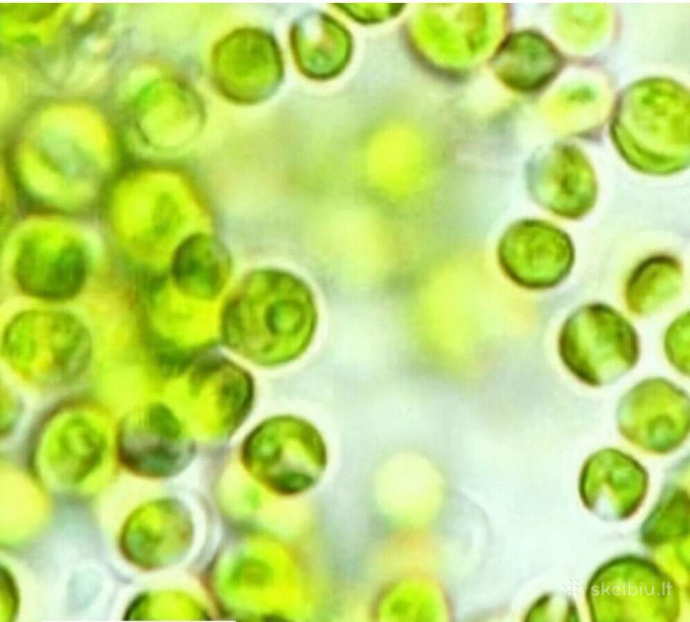 Parduodu gyva Chlorella