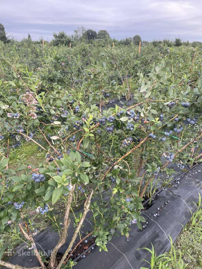 Ieškome darbuotojų skinti uogas