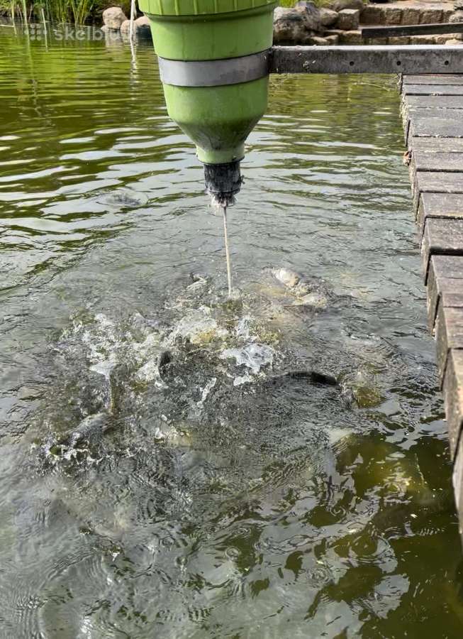Parduodu gyva Chlorella - nuotraukos Nr. 3