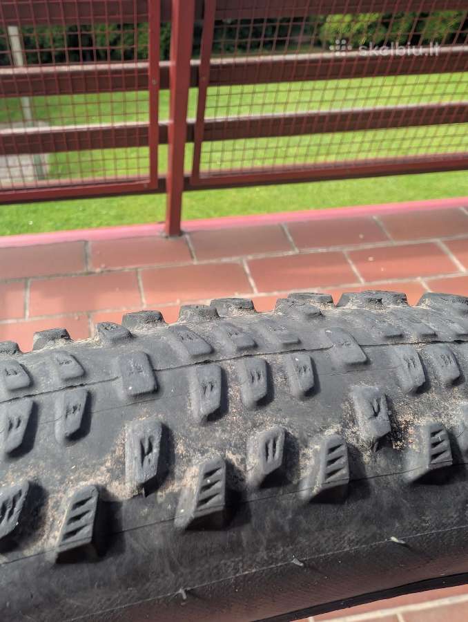 Schwable Racing Ralph+ Racing Ray 29x2.25 padangos - nuotraukos Nr. 3