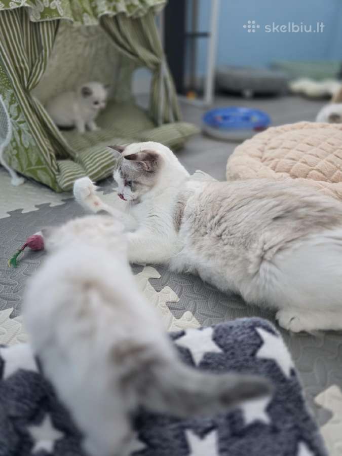 Kilmingi Ragdoll kačiukai - nuotraukos Nr. 14