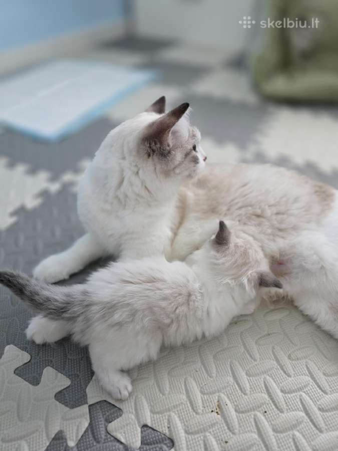 Kilmingi Ragdoll kačiukai - nuotraukos Nr. 13
