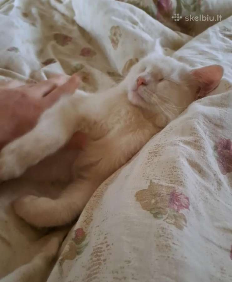 Ieškau, kačiuko mažo.