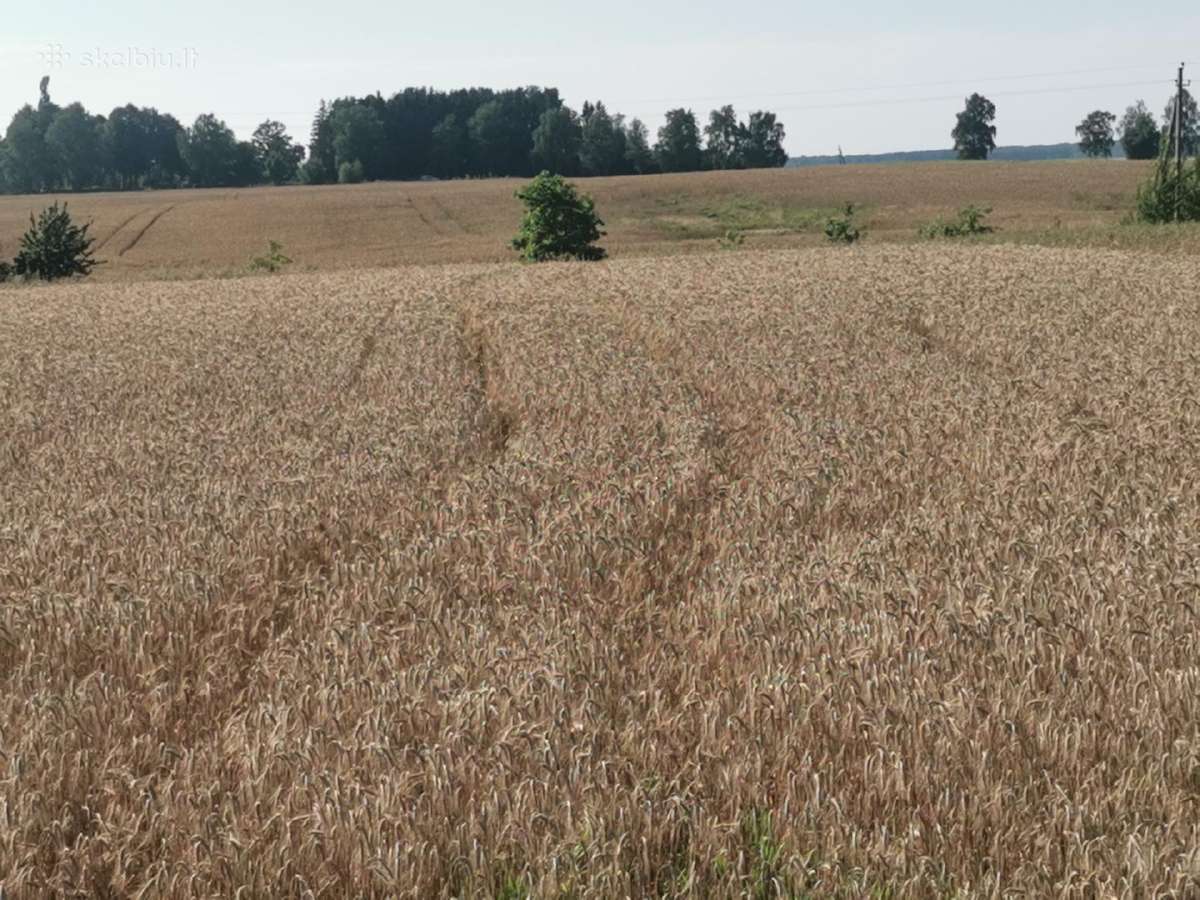 Sklypas Lazdininkų kaime 37 a - nuotraukos Nr. 3