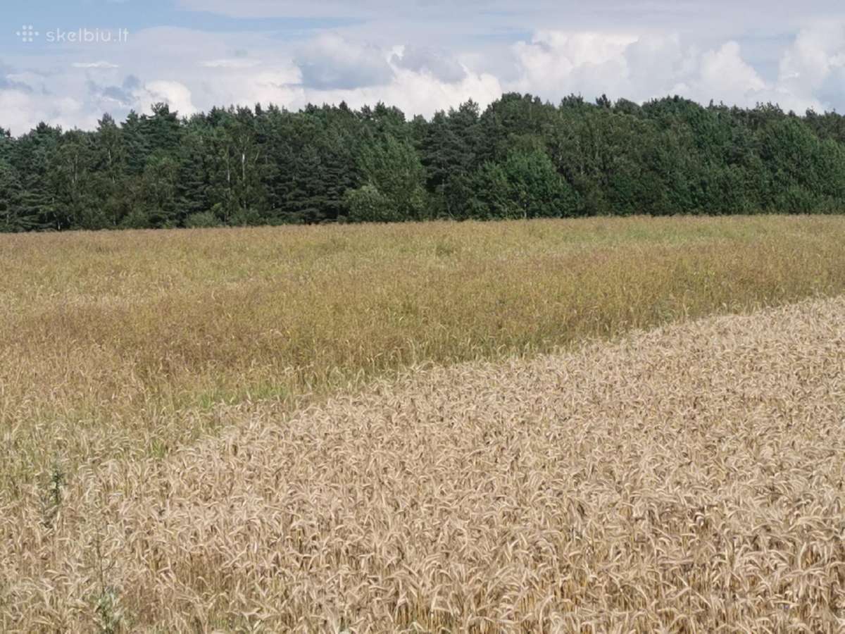Sklypas Lazdininkų kaime 37 a - nuotraukos Nr. 5