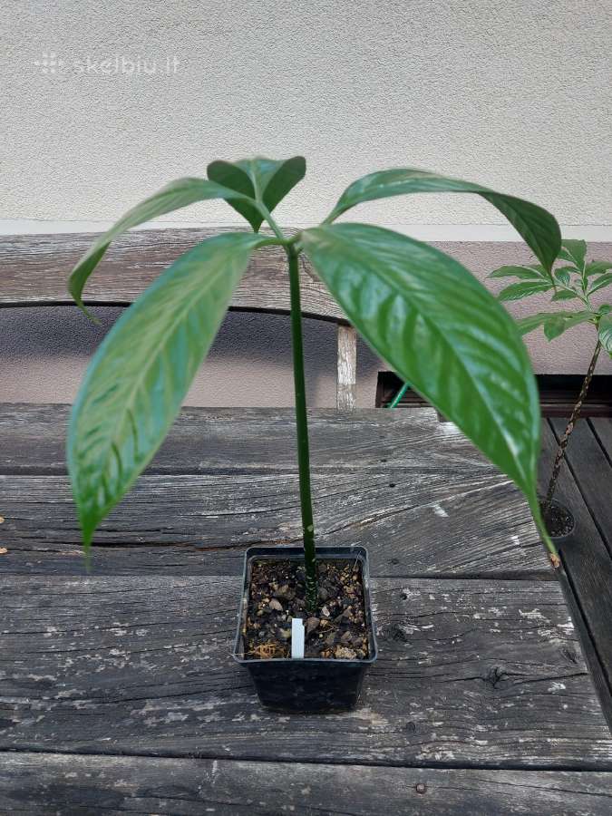 Amorphophallus titanum (Titan arum) lavongėlė - nuotraukos Nr. 3
