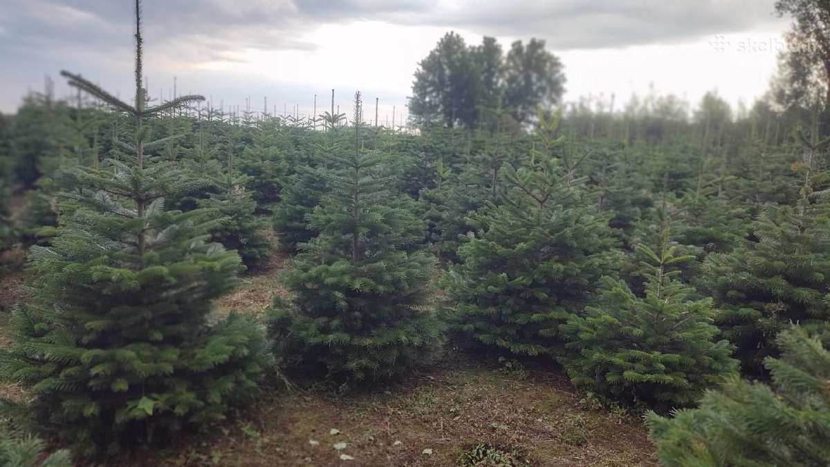 Kalėdinės eglutės Kėniai Kėnis kaukazinis Nordmann - nuotraukos Nr. 2