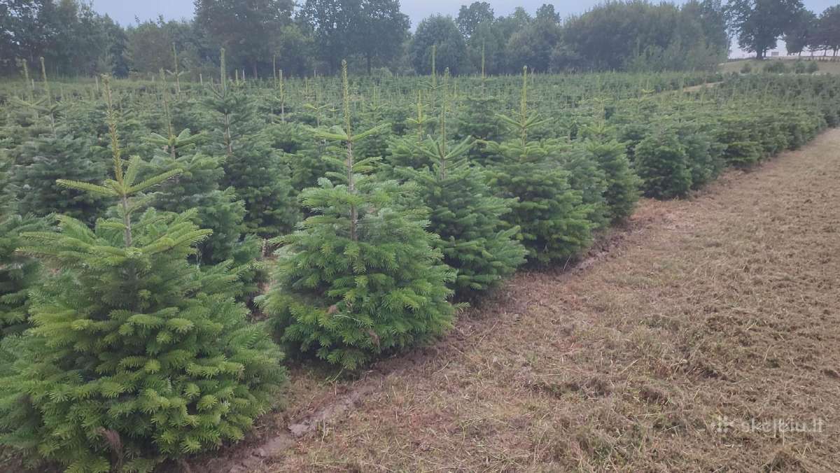 Kalėdinės eglutės Kėniai Kėnis kaukazinis Nordmann - nuotraukos Nr. 20