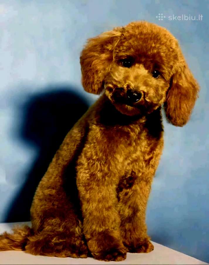 Red Toy poodle Princess.