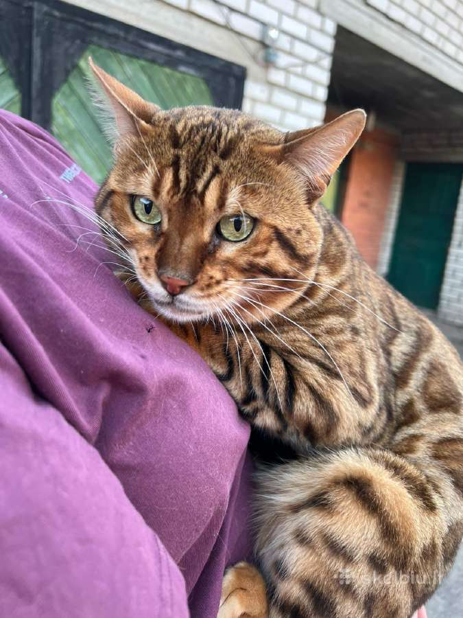 Patyręs bengalas ieško panelių