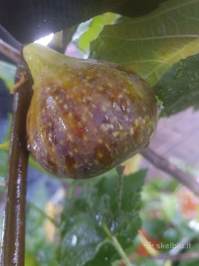 Figmedžių, gervuogių, vynuogių, bruknių sodinukai. - nuotraukos Nr. 2