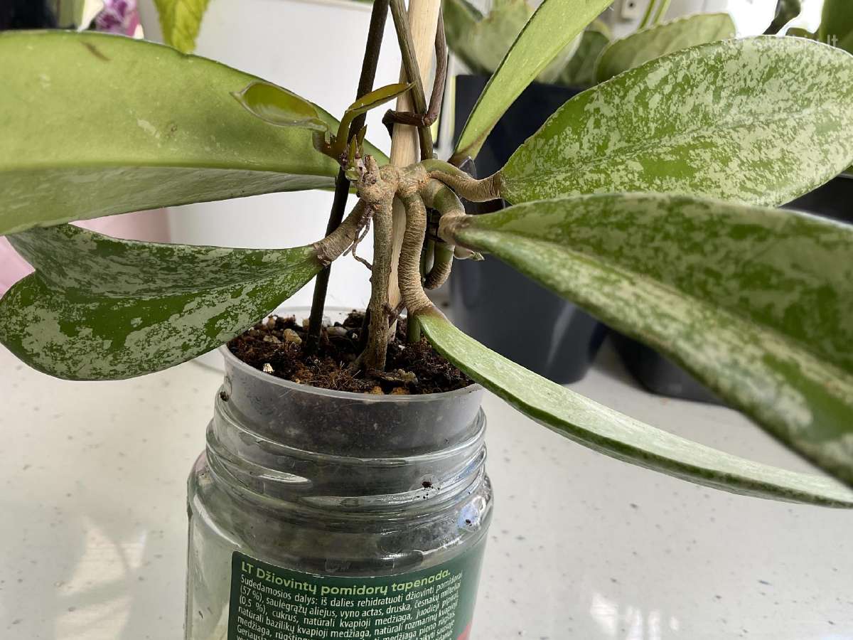 Hoya Pubicalyx