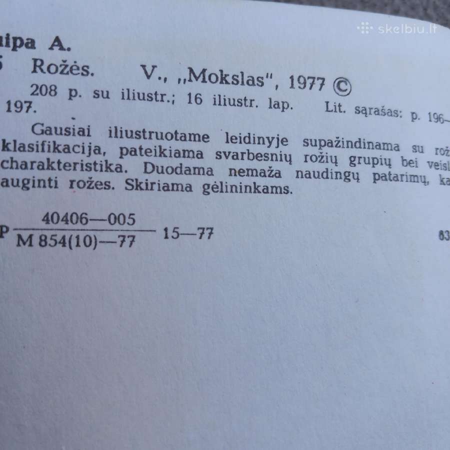 Rožės - nuotraukos Nr. 2