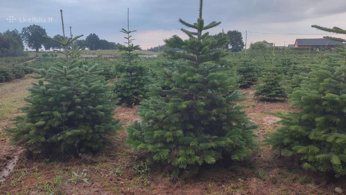 Kalėdinės eglutės Kėniai Kėnis kaukazinis 150 - nuotraukos Nr. 2