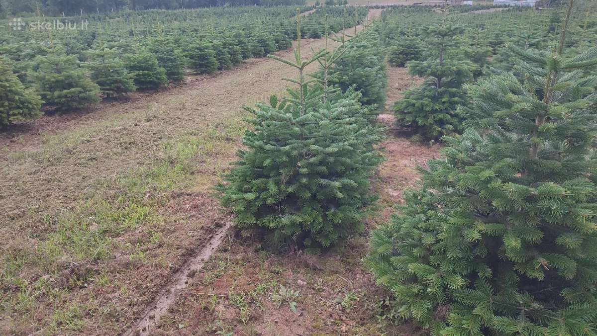 Kalėdinės eglutės Kėniai Kėnis kaukazinis 150 - nuotraukos Nr. 3