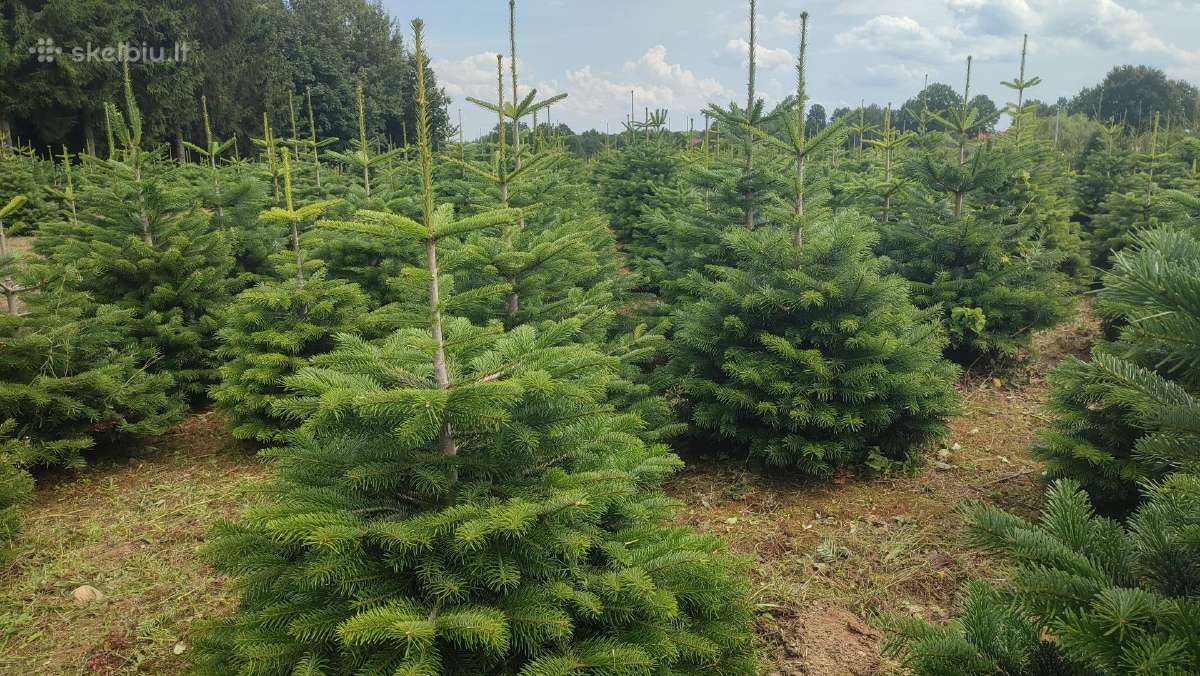 Kalėdinės eglutės Kėniai Kėnis kaukazinis 150 - nuotraukos Nr. 5