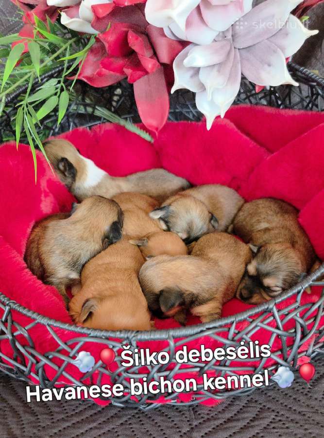 Havanos bišonas su kilmes dokumentais - nuotraukos Nr. 24