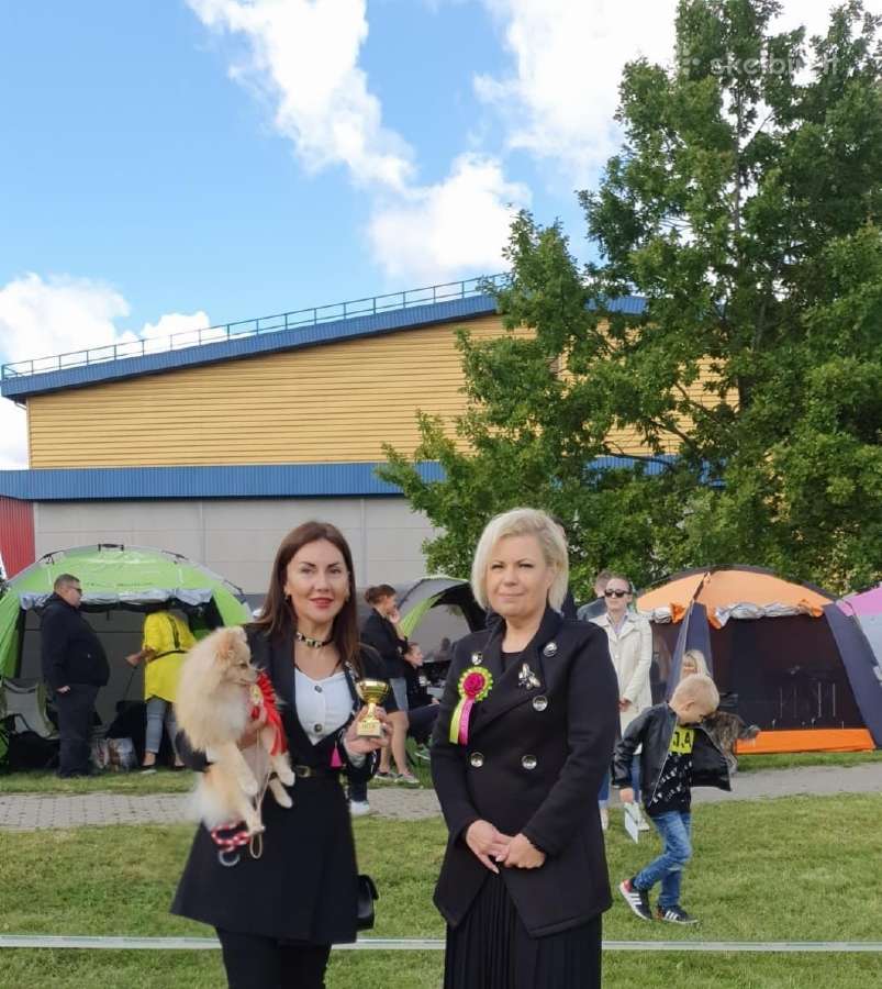 Kilmingas vokiečių mažasis špicas - nuotraukos Nr. 8