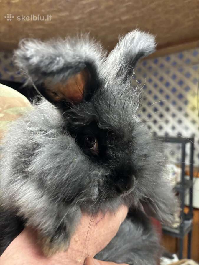 Parduodu “Angora'' su dokumentais, skiepyta. - nuotraukos Nr. 2