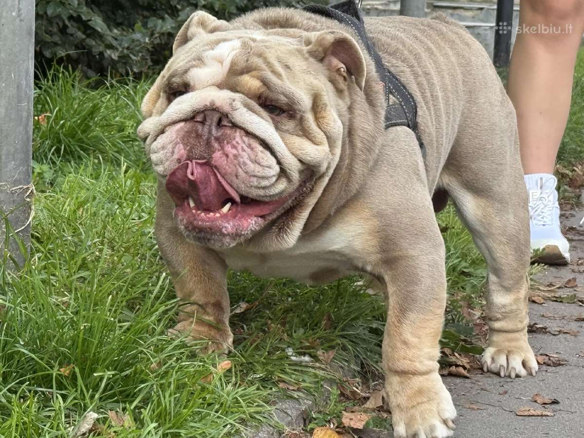 Anglu buldogas kergimui /English bulldog for stud