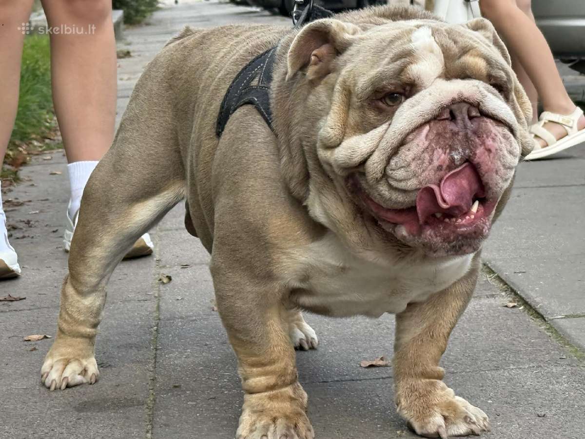 Anglu buldogas kergimui /English bulldog for stud - nuotraukos Nr. 2