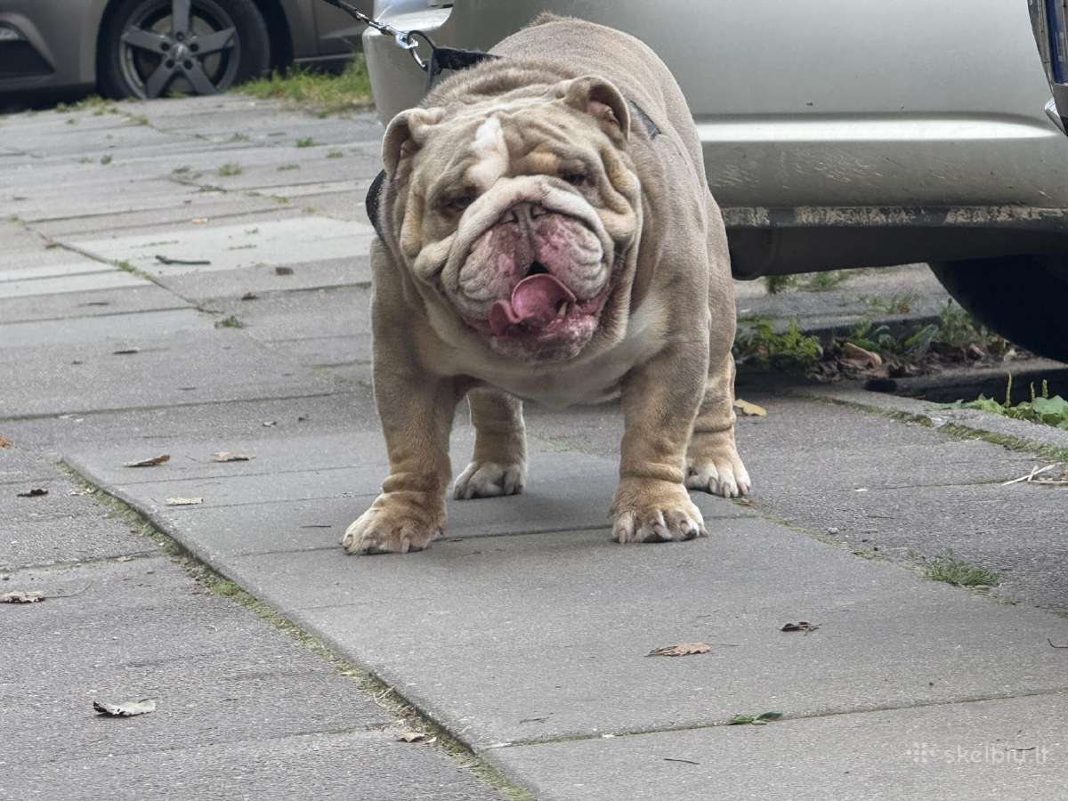 Anglu buldogas kergimui /English bulldog for stud - nuotraukos Nr. 3