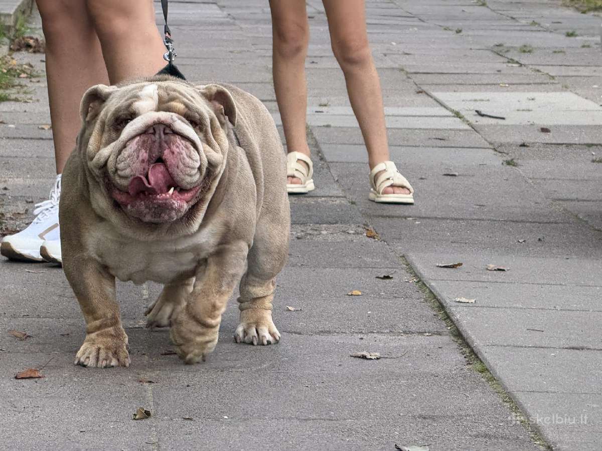 Anglu buldogas kergimui /English bulldog for stud - nuotraukos Nr. 4