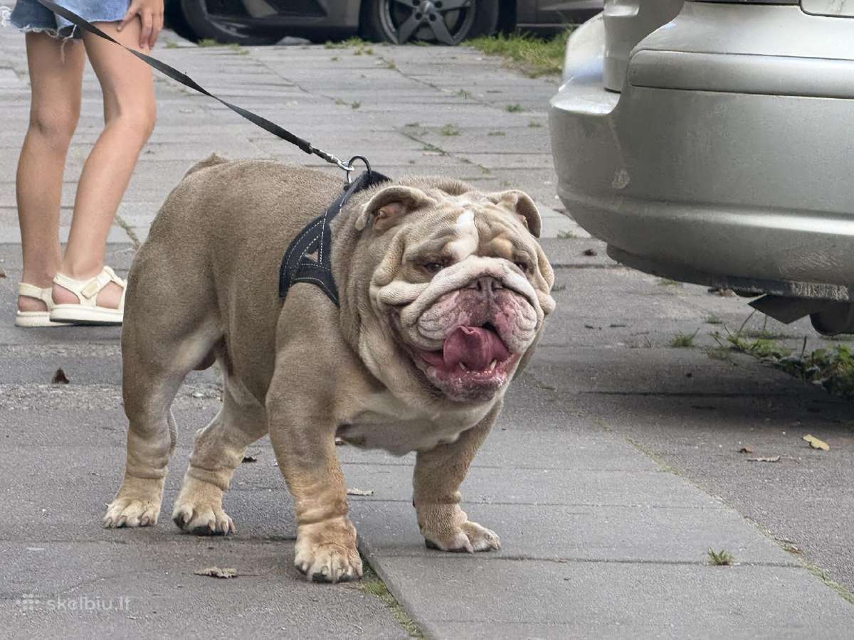 Anglu buldogas kergimui /English bulldog for stud - nuotraukos Nr. 5
