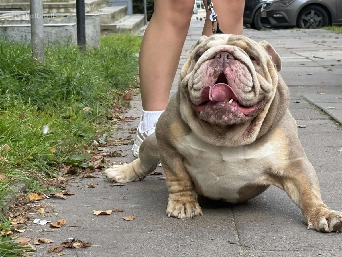 Anglu buldogas kergimui /English bulldog for stud - nuotraukos Nr. 6