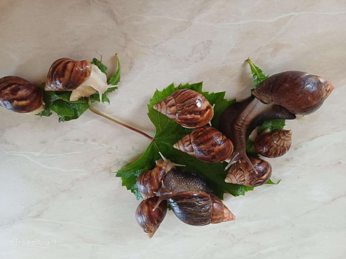 Achatina sraigės - jaunikliai, 7 mėnesių, 7-8 cm