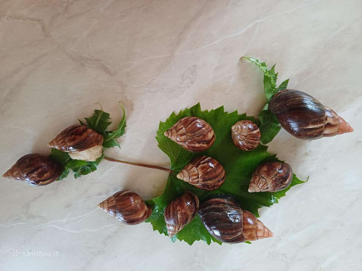 Achatina sraigės - jaunikliai, 7 mėnesių, 7-8 cm - nuotraukos Nr. 3