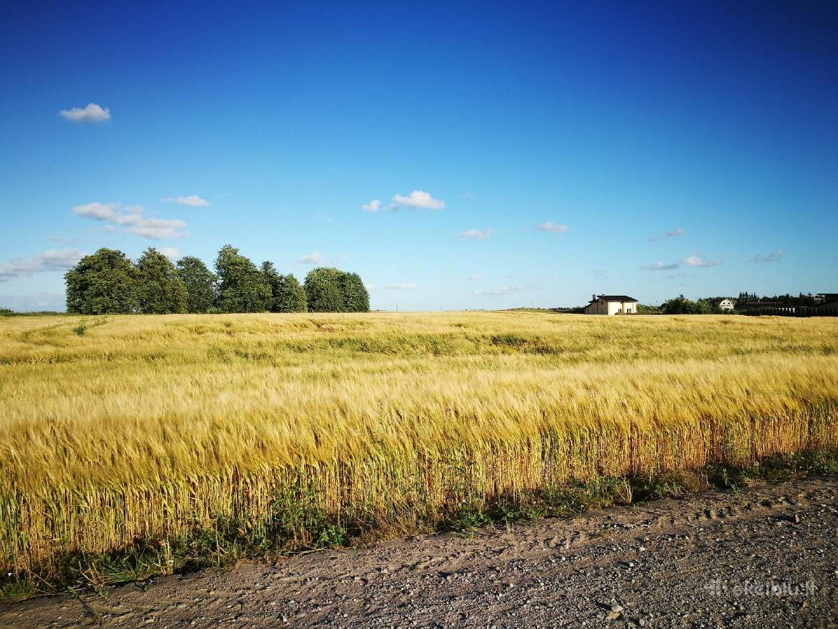 Išsinuomočiau dirbamos žemės Šiaulių r. ir aplink - nuotraukos Nr. 2