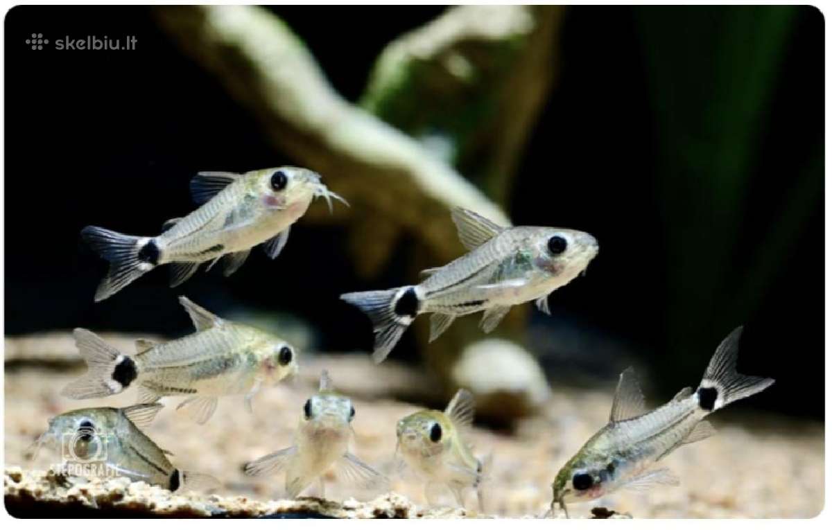Corydoras hastatus