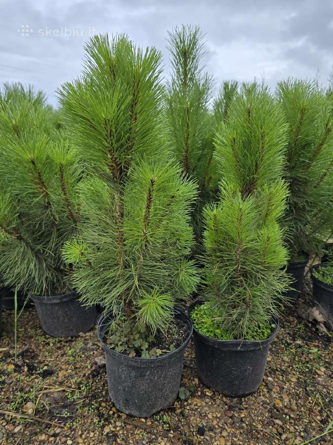 Tujos Pigiau Smaragd vazonėlyje Pristatome - nuotraukos Nr. 17