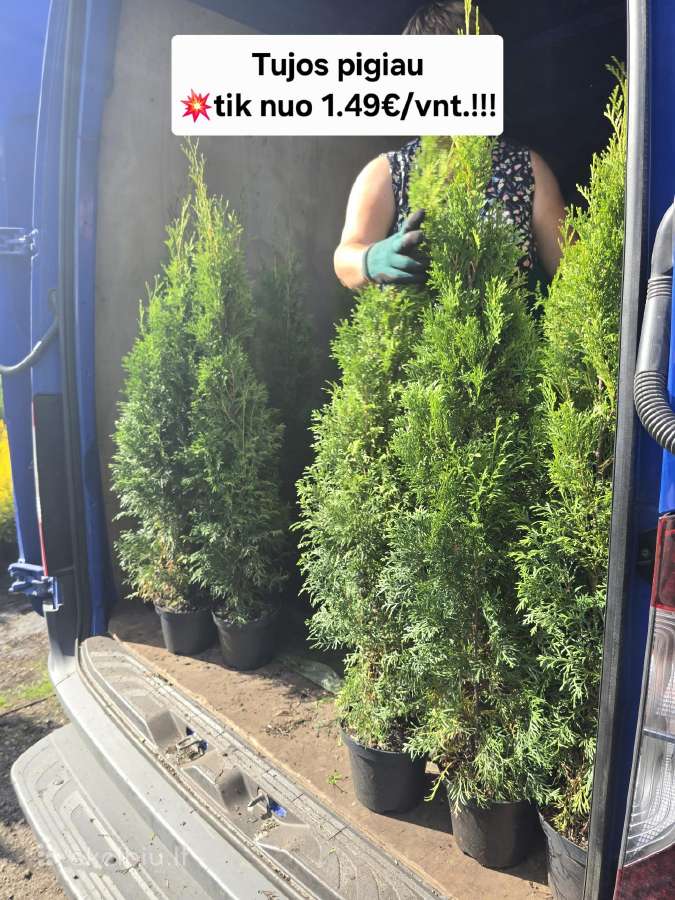 Tujos Pigiau Smaragd vazonėlyje Pristatome