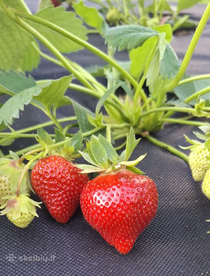 Šaldyti, elitiniai braškių daigai Henselmans (Olan - nuotraukos Nr. 4