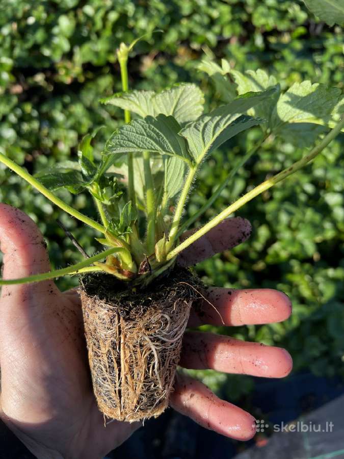 Šaldyti, elitiniai braškių daigai Henselmans (Olan - nuotraukos Nr. 7