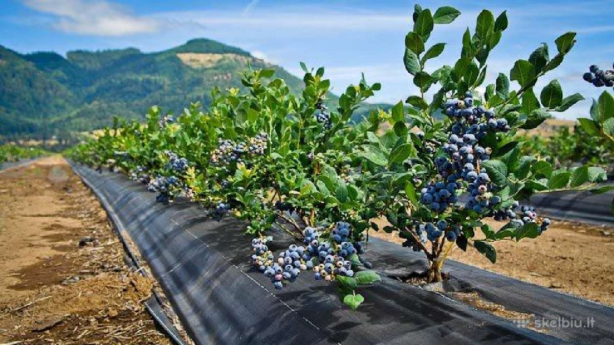 Šaldyti, elitiniai braškių daigai Henselmans (Olan - nuotraukos Nr. 13