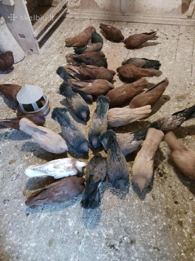 Parduodami balandžiai
