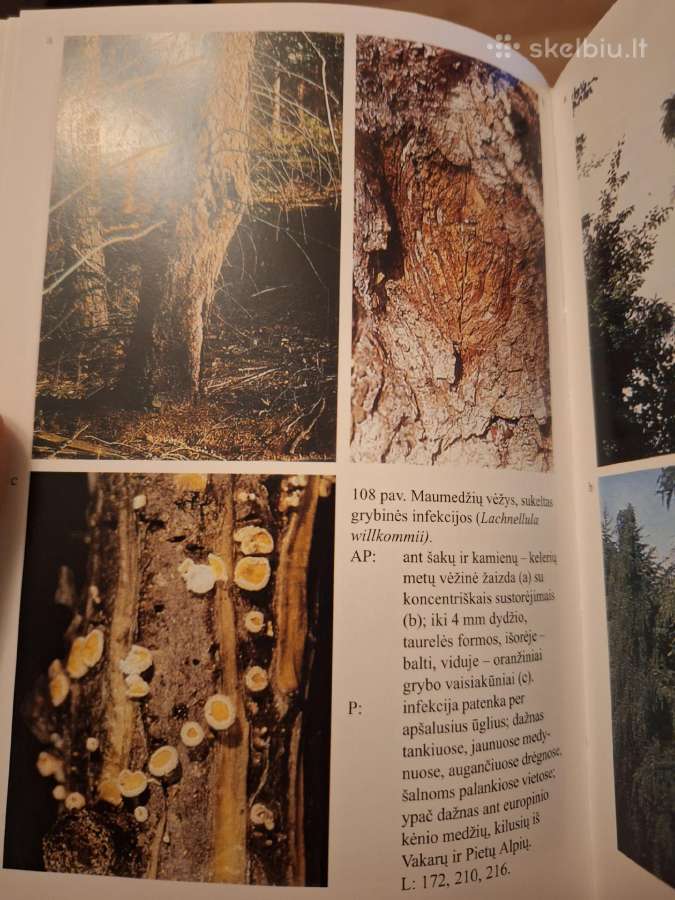 Medžių ligų ir kenkėjų atlasas - nuotraukos Nr. 4