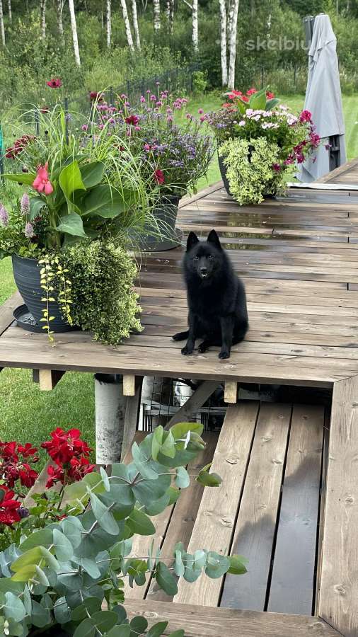 Poruojamas/kergimui Šiperkės (Schipperke) patinas - nuotraukos Nr. 2