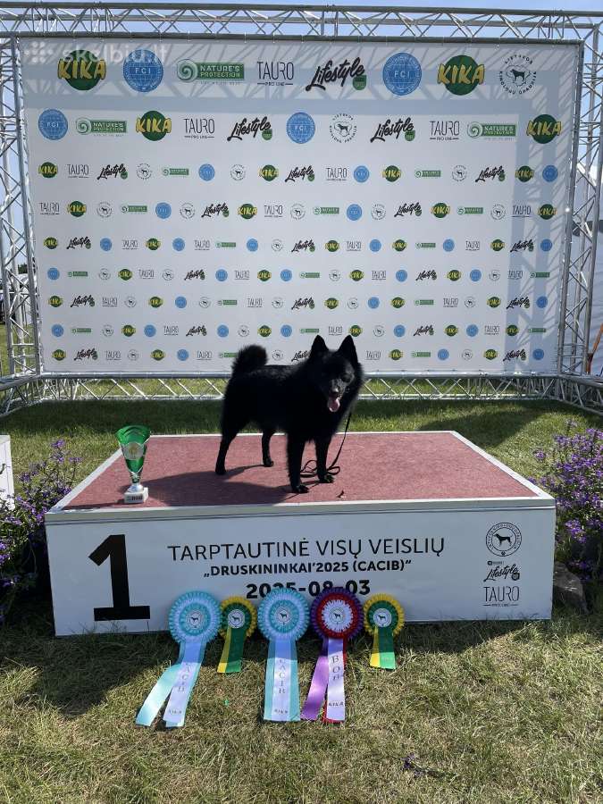 Poruojamas/kergimui Šiperkės (Schipperke) patinas - nuotraukos Nr. 5