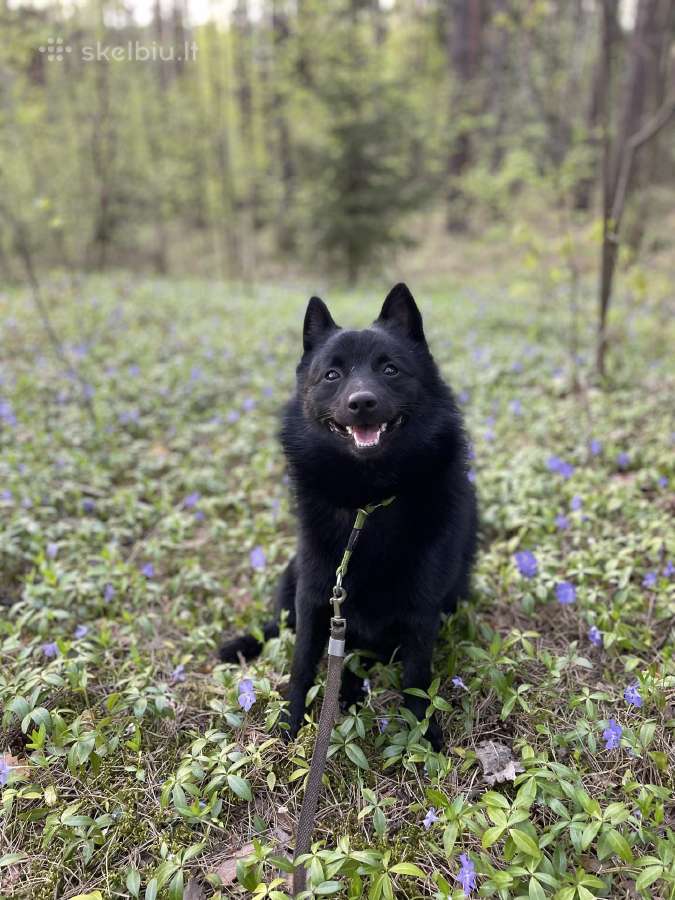 Poruojamas/kergimui Šiperkės (Schipperke) patinas - nuotraukos Nr. 3