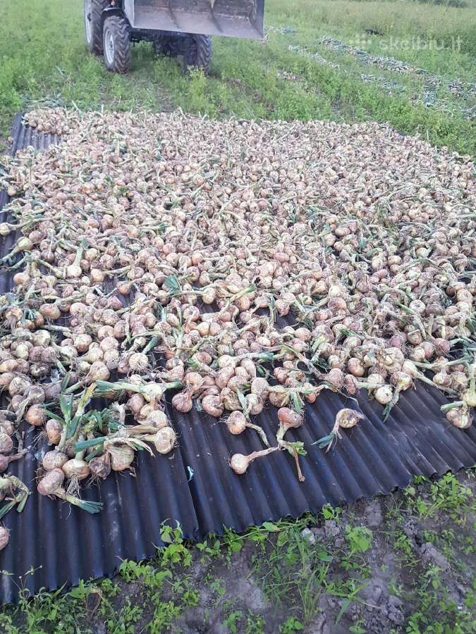 Parduodami svogunai Stutgartten - nuotraukos Nr. 2