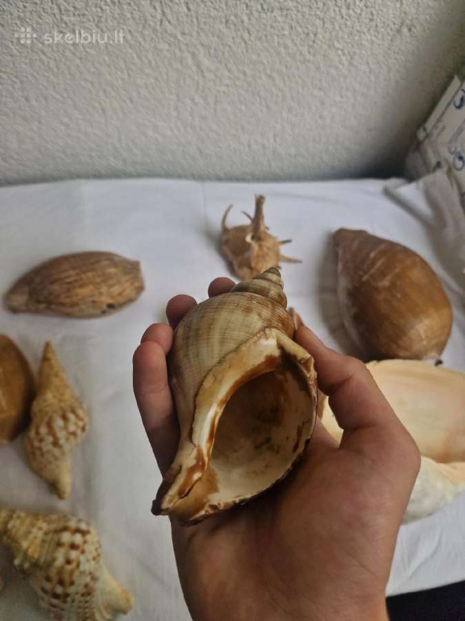 Sena kriauklių kolekcija (+25 metai) - nuotraukos Nr. 11